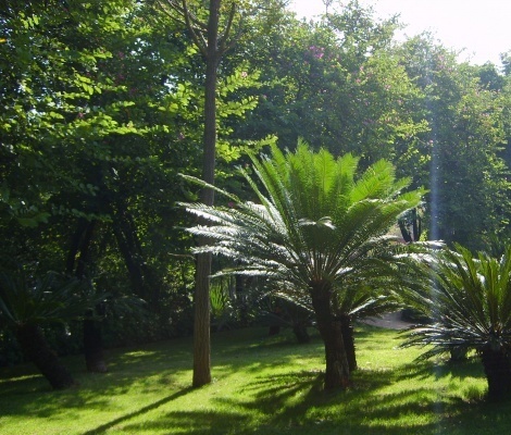 植物活化石水青樹(shù)