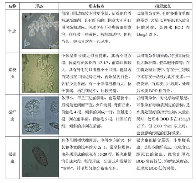 污泥馴養(yǎng)期間對活性污泥的鏡檢方法及相關(guān)圖解